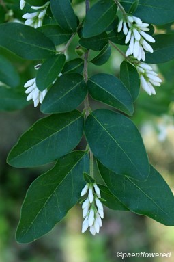 Leaves and unopened flowers