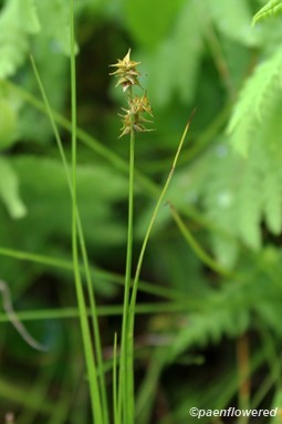 Culm with spikelets