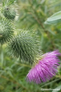 Cirsium