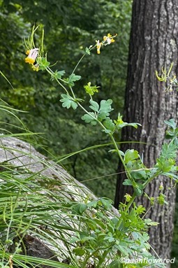 Plant form