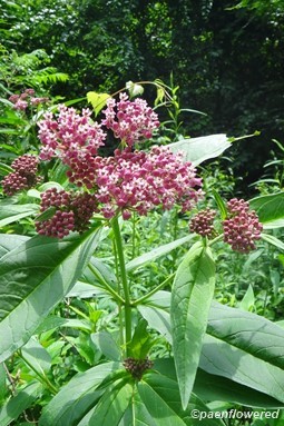 Asclepias