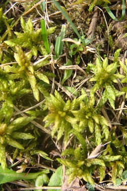 Sphagnum