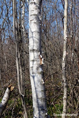 Trunk with mature bark