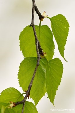Leaves