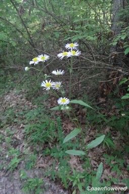 Plant in flower