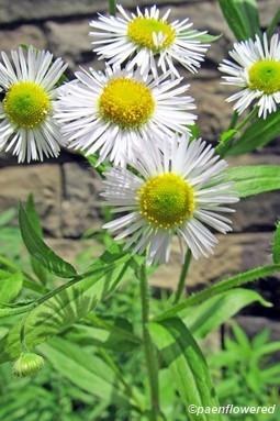 Plant form