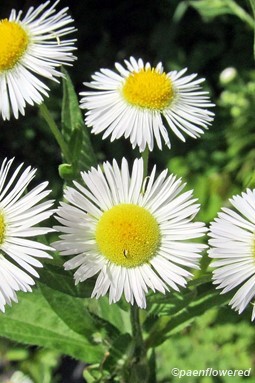 Flowers & leaves