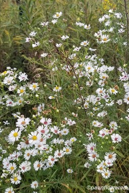 Growing in the field