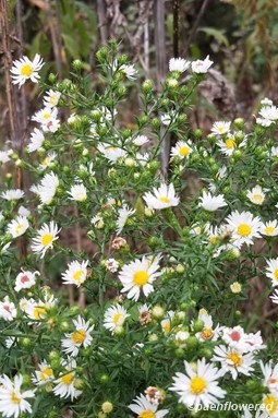 Hairy aster