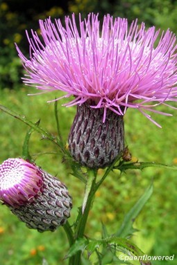 Swamp thistle