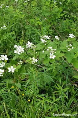 Plant form & habitat