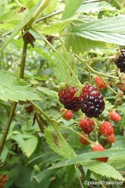 Common blackberry