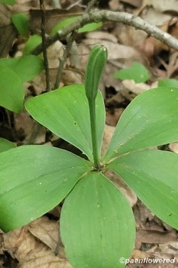 Plant with flower bud