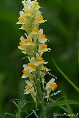 Plant in flower