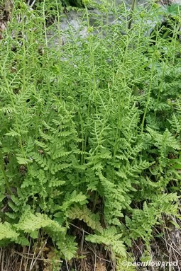 Plant form & habitat