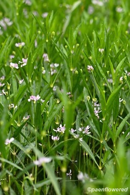 Plants in flower