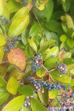 Plant in fruit