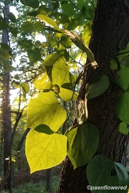 Leaves in the sun
