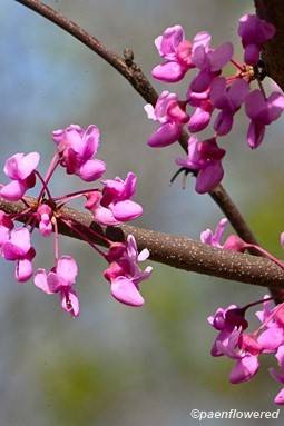 Tree in flower