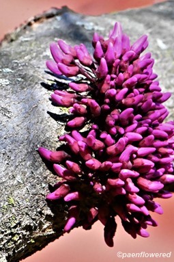 Flower buds