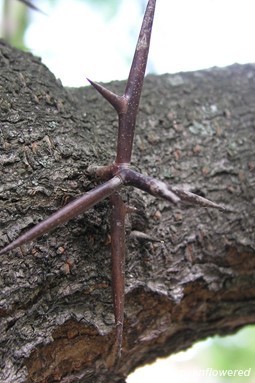 Branched thorn