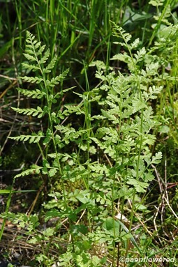 Fronds