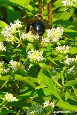 Flower heads