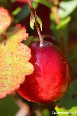 Fruit