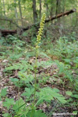 Plant form