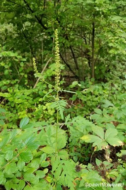 Plant form & habitat