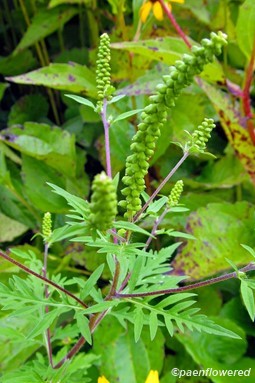 Flowers & leaves