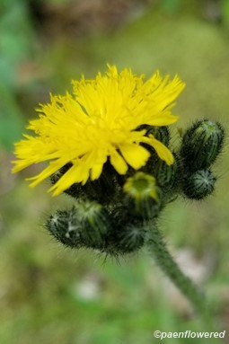 Buds and flower