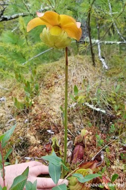 Sarracenia