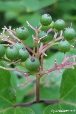 Early fruits