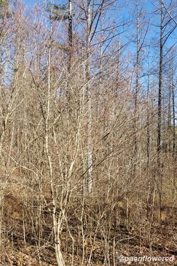Gray dogwood in November
