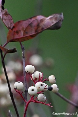 Plant in fruit