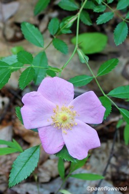 Plant in flower