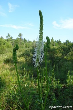 Sanguisorba