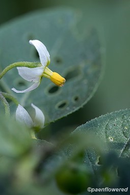 Nightshade - Flora of Pennsylvania