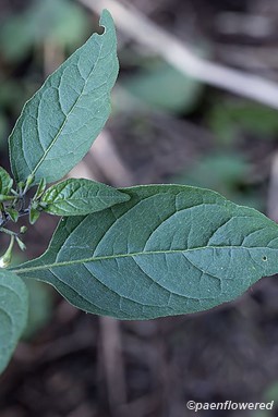Eastern Black Nightshade - Flora of Pennsylvania