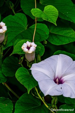 Plant in flower