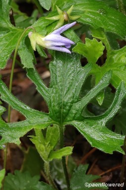 Plant with old, withering flowers