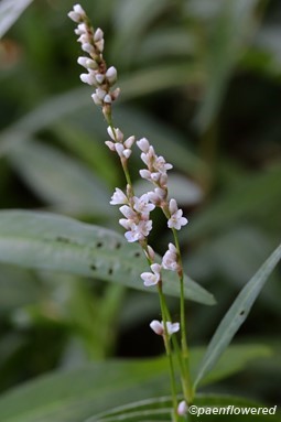 Plant in flower