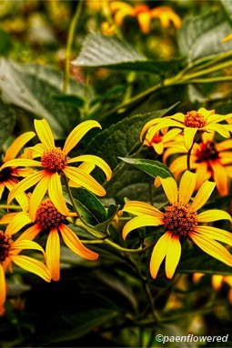 Plants in flower
