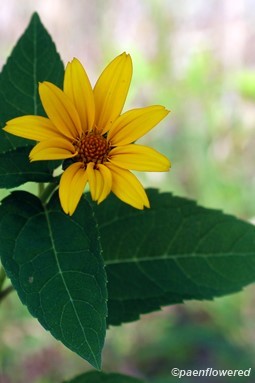 Thinleaf sunflower