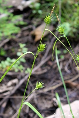 Culm with spikelets