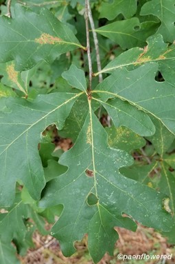 Scrub oak