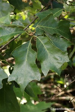 Branches with leaves and immature acorns