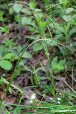 Culm with spikelets