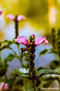 Lyon's Turtlehead